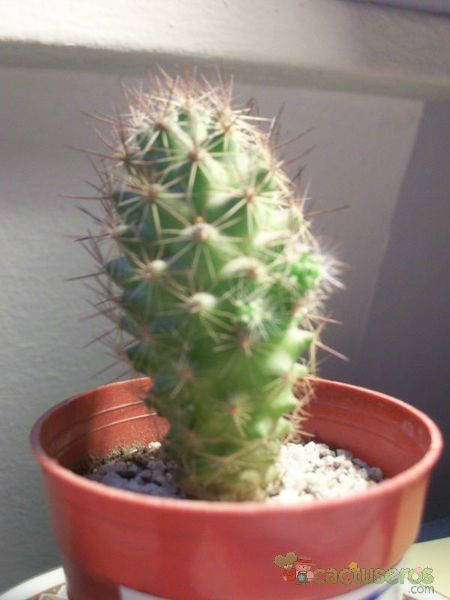 A photo of Cochemiea poselgeri