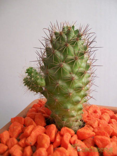 A photo of Cochemiea poselgeri