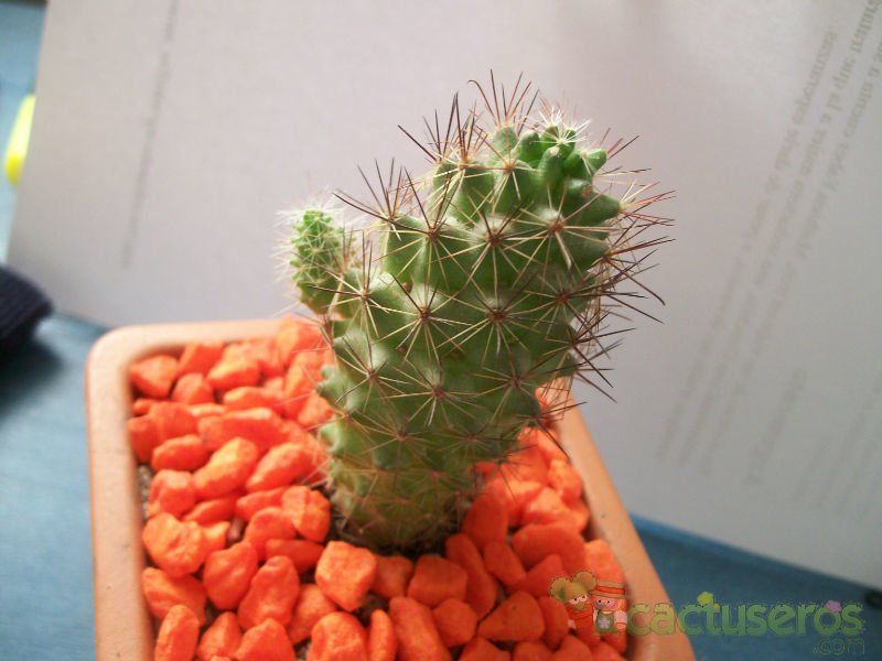 A photo of Cochemiea poselgeri
