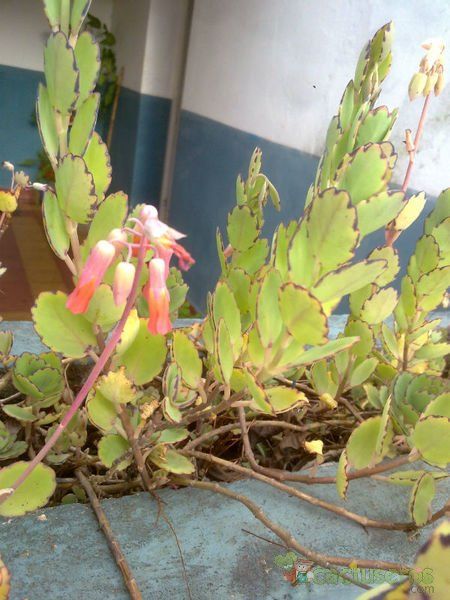 A photo of Kalanchoe laxiflora