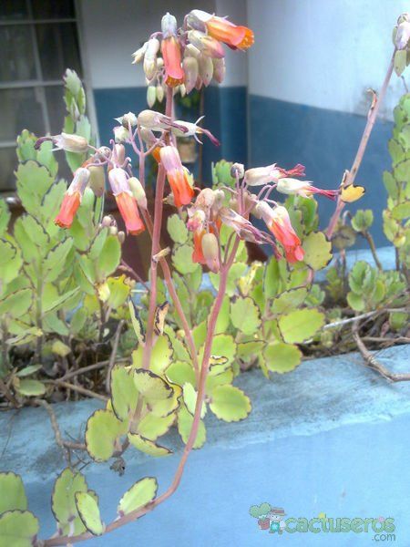 A photo of Kalanchoe laxiflora