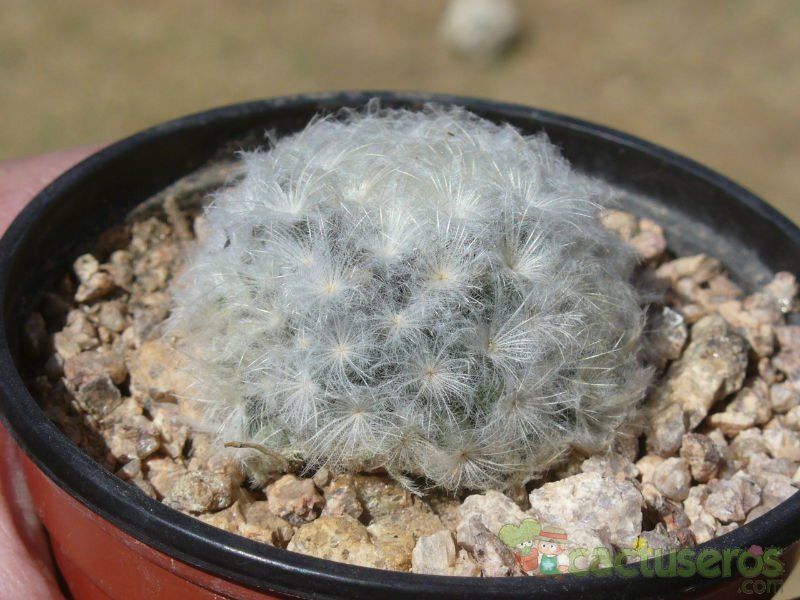 Una foto de Mammillaria plumosa