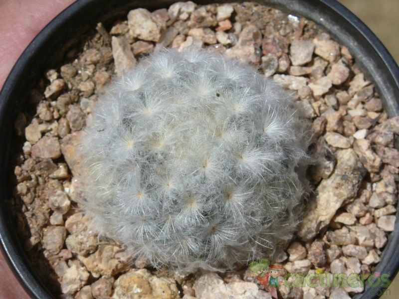 Una foto de Mammillaria plumosa
