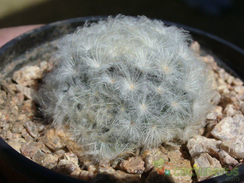 Una foto de Mammillaria plumosa