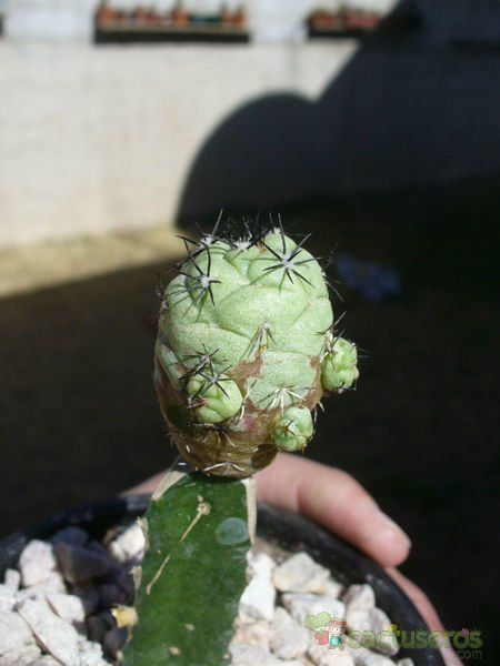 A photo of Ortegocactus macdougallii