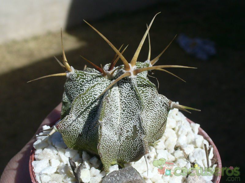A photo of Astrophytum ornatum