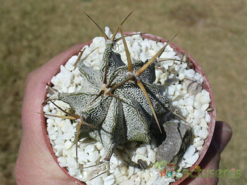 A photo of Astrophytum ornatum
