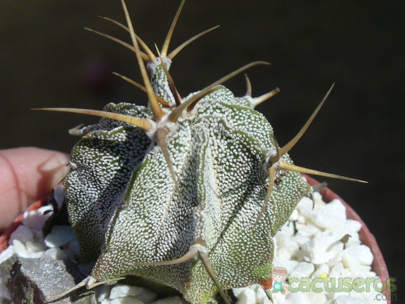 A photo of Astrophytum ornatum
