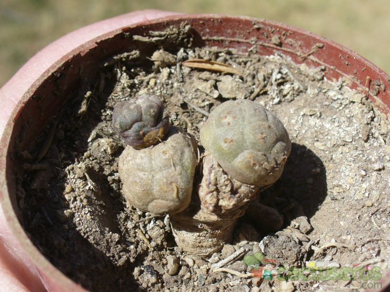 A photo of Maihueniopsis bonnieae