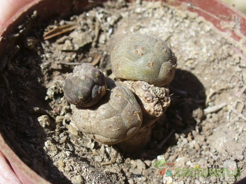 A photo of Maihueniopsis bonnieae