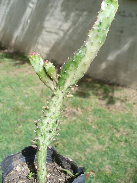 A photo of Opuntia monacantha fma. variegada monstruosa
