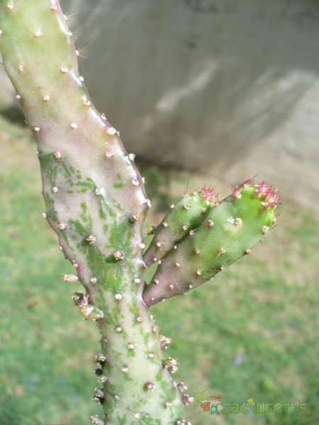 A photo of Opuntia monacantha fma. variegada monstruosa