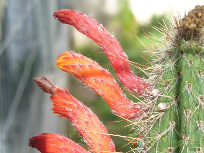 Una foto de Cleistocactus baumannii ssp. santacruzensis