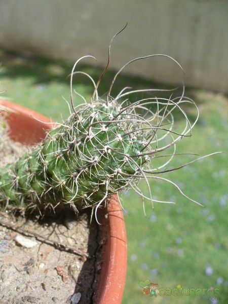 A photo of Echinopsis saltensis