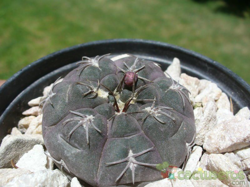 Una foto de Gymnocalycium alboareolatum