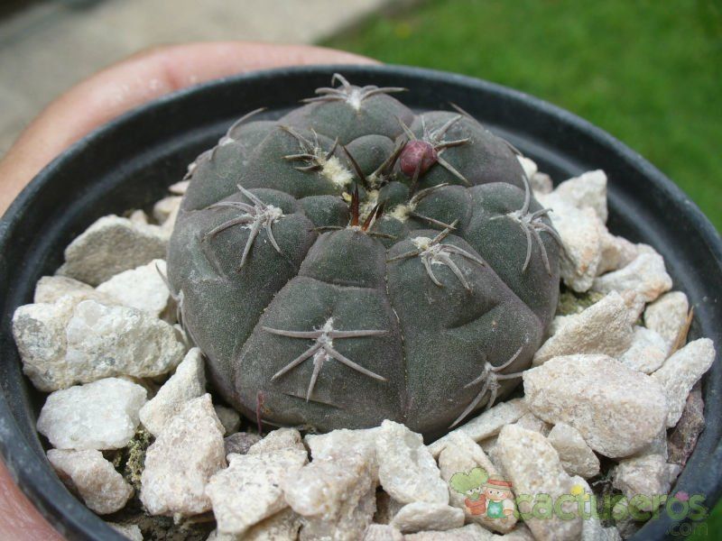 Una foto de Gymnocalycium alboareolatum