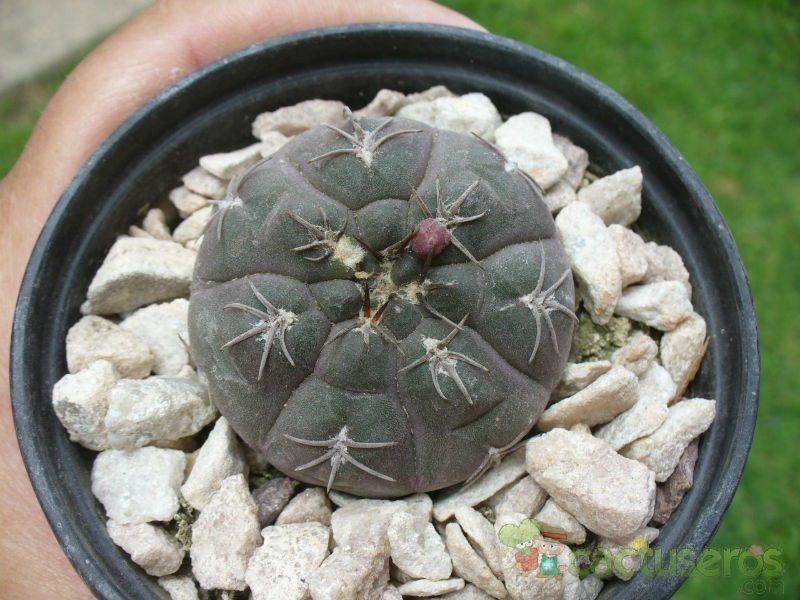 Una foto de Gymnocalycium alboareolatum