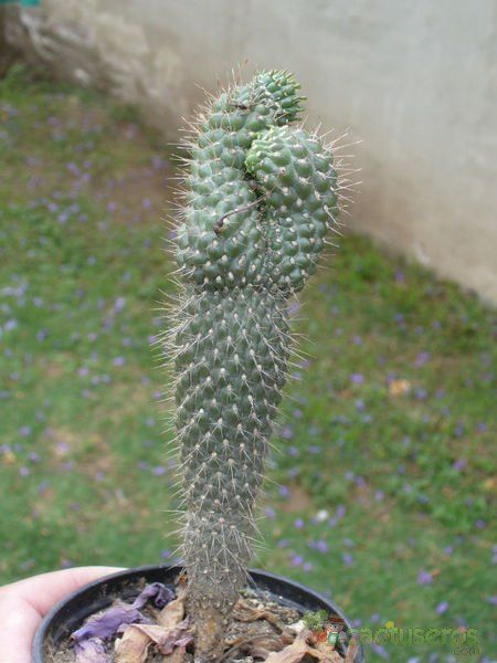 A photo of Cylindropuntia fulgida fma. monstruosa