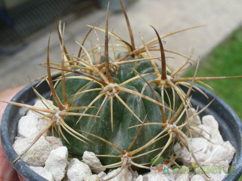Una foto de Echinopsis hystrichoides