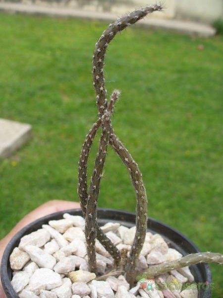 A photo of Pterocactus tuberosus
