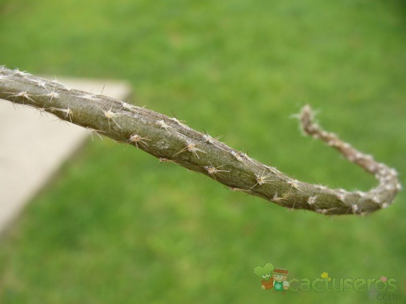 A photo of Pterocactus tuberosus
