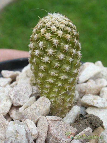 A photo of Eriosyce napina subsp. lembckei