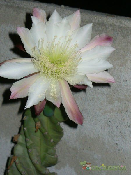 A photo of Cereus forbesii f. spiraliforme