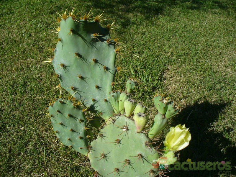 A photo of Opuntia dillenii