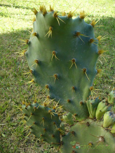 A photo of Opuntia dillenii