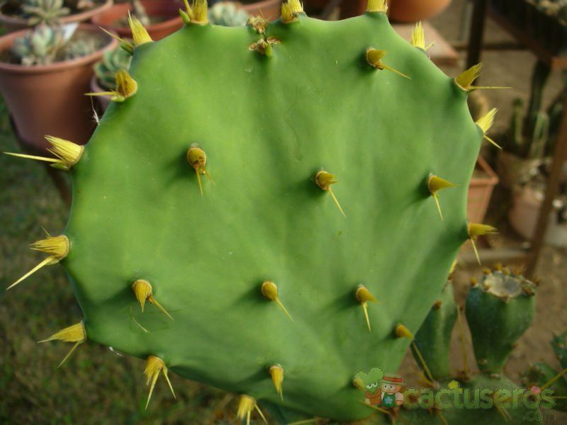 A photo of Opuntia dillenii
