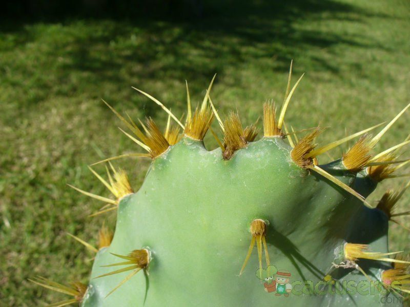 A photo of Opuntia dillenii