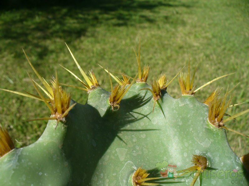 A photo of Opuntia dillenii