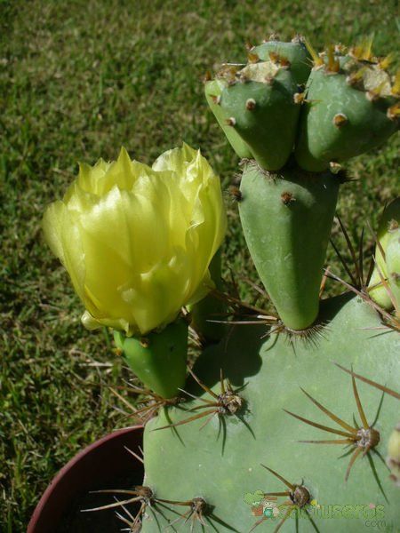 A photo of Opuntia dillenii