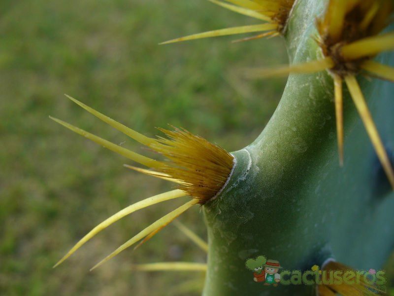 A photo of Opuntia dillenii