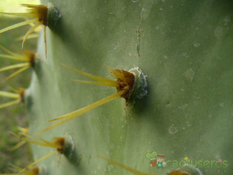 A photo of Opuntia dillenii