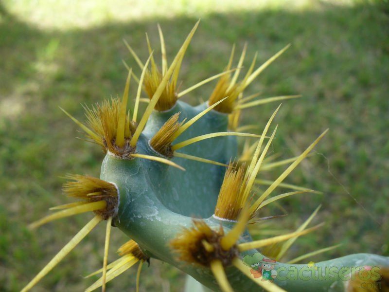 A photo of Opuntia dillenii