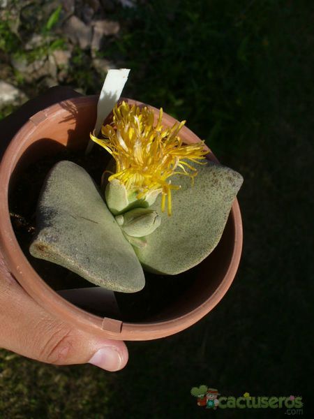 A photo of Mesembryanthemum simulans