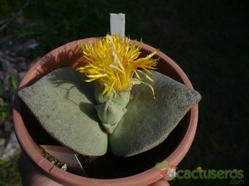 Una foto de Mesembryanthemum simulans