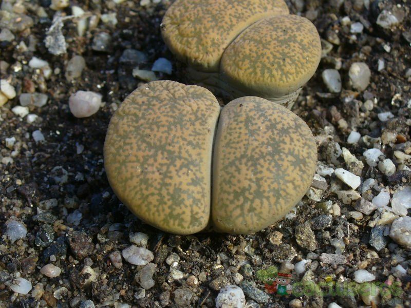Una foto de Lithops lesliei ssp. lesliei var. lesliei