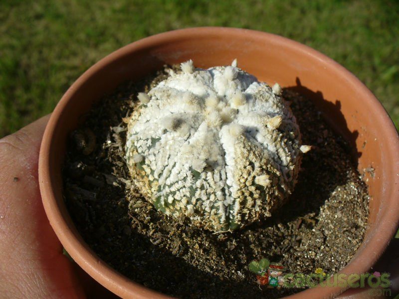 A photo of Astrophytum asterias cv. Superkabuto (Snow type)