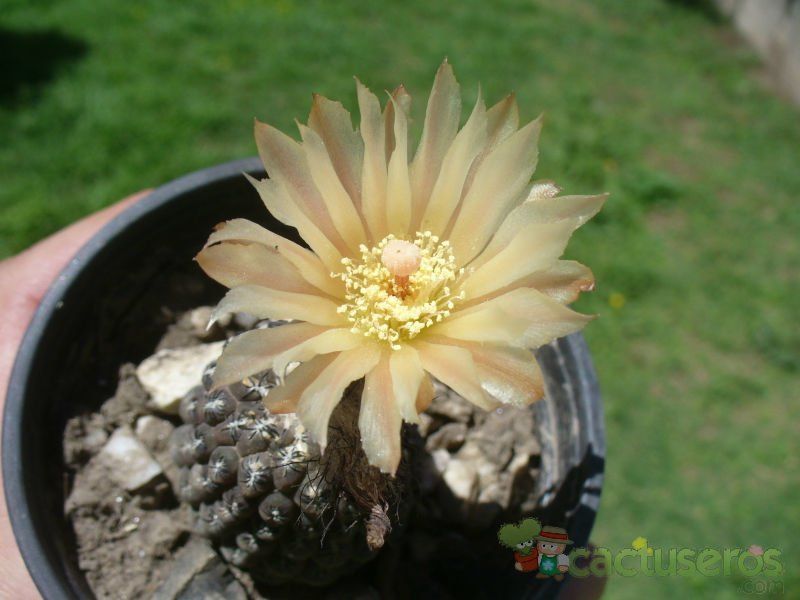 A photo of Eriosyce esmeraldana