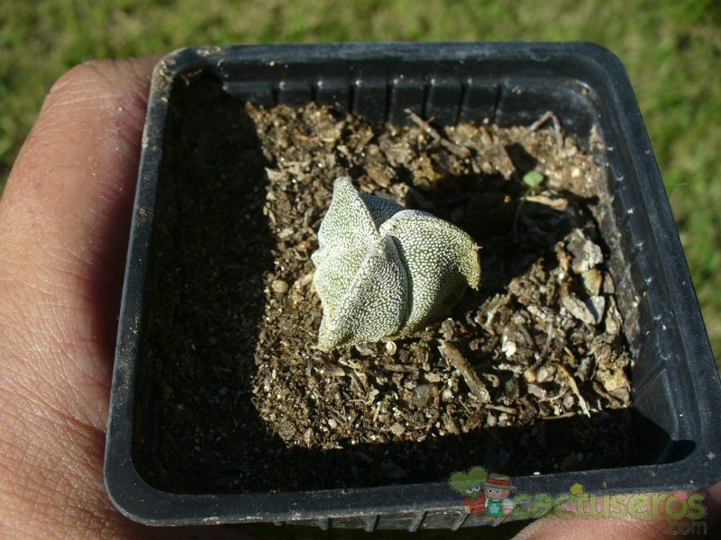 A photo of Astrophytum myriostigma tricostatum