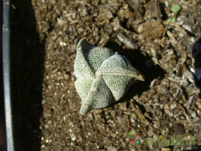 A photo of Astrophytum myriostigma tricostatum