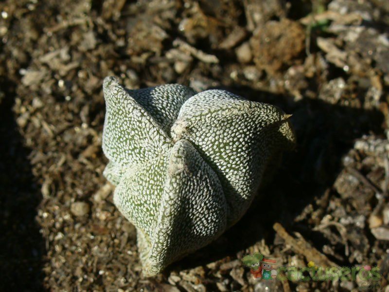 A photo of Astrophytum myriostigma tricostatum