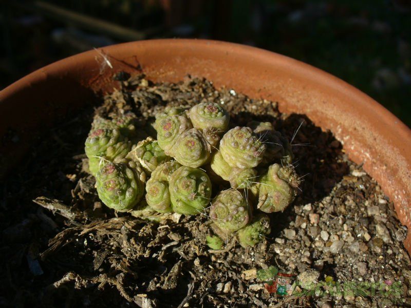 Una foto de Mammillaria bocasana cv. FRED