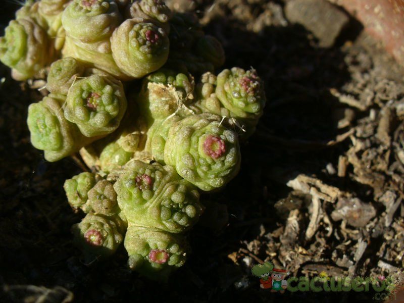 Una foto de Mammillaria bocasana cv. FRED