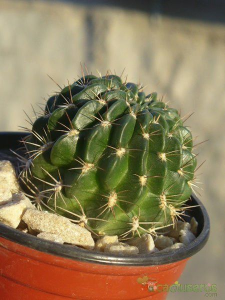 Una foto de Echinopsis maximiliana