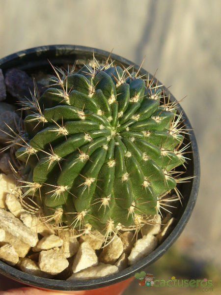 Una foto de Echinopsis maximiliana
