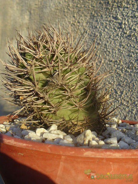 A photo of Eriosyce bulbocalyx