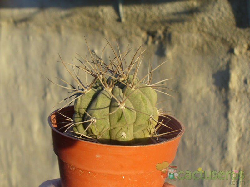 Una foto de Gymnocalycium saglionis ssp. tilcarense